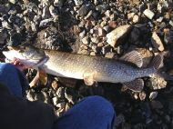 The Claunie 18.8 Lb Pike